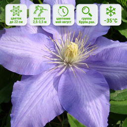 Клематис Лазурштерн