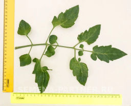 Томат Земледелец - Партнер фото 3