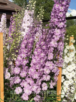 Дельфиниум Свитхартс - Партнер фото 3