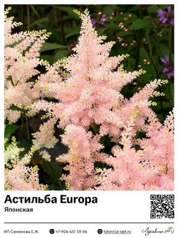 Астильба Europa (Японская)