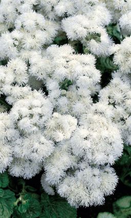 Агератум СНЕЖНЫЕ БАРХАНЫ