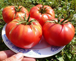 Помидоры Хулоури из Аджарии