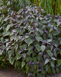 Посконник Chocolate (Морщинистый) - Голландские луковицы фото 2