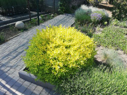 Бирючина Аурея - 1000корней фото 2