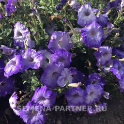 Петуния Итальянка Коломбина каскадная голубая - Партнер фото 7