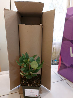 Рододендрон Поларнахт