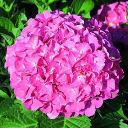 Гортензия крупнолистная Masja (Мася) - Голландские луковицы фото 3