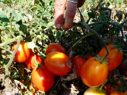 Помидоры Венгерские Kecskem?ti 549 - Кечкемети 549