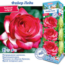 Роза Файер Леди (Чайно-гибридная) 1шт