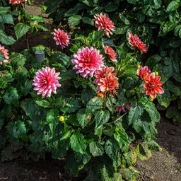 Георгина Берлинер Клин бордюрная - Долина роз фото 4