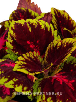 Колеус шлемниковидный крупнолистный Биг Бэн Вайн Ред - Партнер фото 4