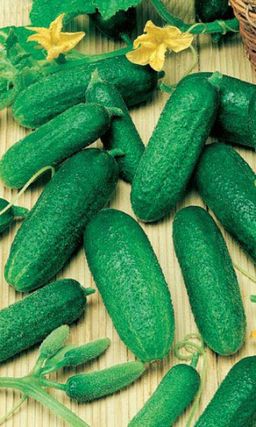 Огурец АДАМ F1 Суперурожайный гибрид с повышенной устойчивостью к болезням! Очень сладкий!