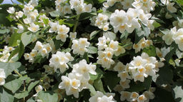 Чубушник венечный (жасмин) 1 год ЗКС тара 0,5л - Наша дача фото 2