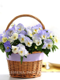 Виола ампельная Кул Вэйв Фрост - Партнер фото 3