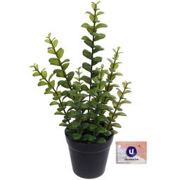 Цветок искусственный в горшке "Крассула" 35см