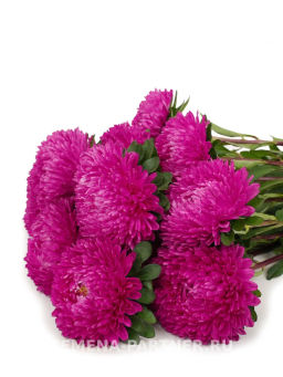 Астра китайская Дамский Роман - Партнер фото 4