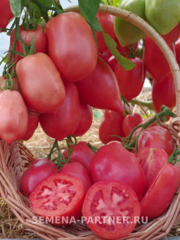 Томат Сулейман - Партнер фото 2
