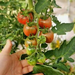 Фиолетовый Джаспер