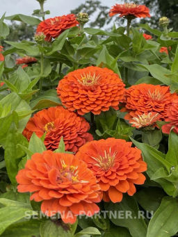 Цинния георгиновидная Сочные тропики Дайкири - Партнер фото 4