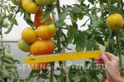 Томат Азоюшка - Партнер фото 5