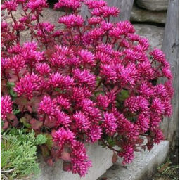 Седум (очиток) Пурпурный ковер