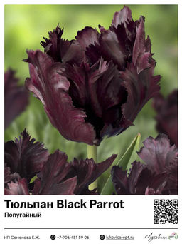 Тюльпан Black Parrot (Попугайный)