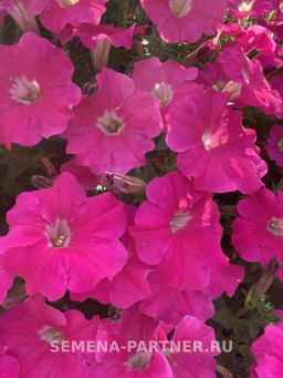 Петуния Итальянка Розабелла розово-белая - Партнер фото 4