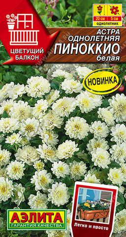 Астра Пиноккио белая