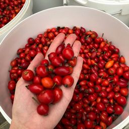 Шиповник (порошок) - Мариславна фото 4