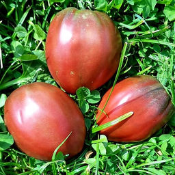 7095T Томат Юлин Чёрный кулон 10шт