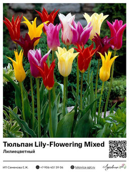 Тюльпан Lily-Flowering Mixed (Лилиецветный)