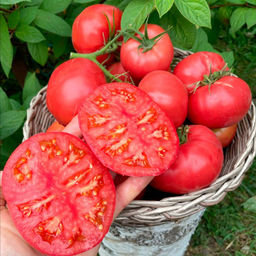 Томат ЗЛАТОУСТ коллекция Татьяны Штайнерт Авторская селекция - Уральский дачник фото 3