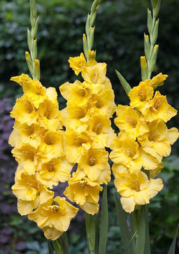 ГЛАДИОЛУС Монинг Голд Разбор 12/14 Кол-во упак., шт 7