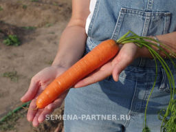 Морковь Краса Севера - Партнер фото 3