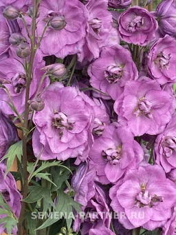 Дельфиниум Даски Майденс - Партнер фото 4