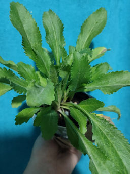 Ромашка садовая