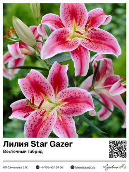 Лилия Star Gazer (Восточный ориентальный гибрид)