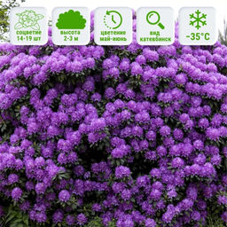 Рододендрон Катевбинский Грандифлорум