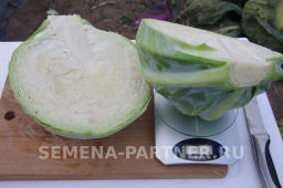 Капуста белокочанная позднеспелая Доминанта - Партнер фото 6