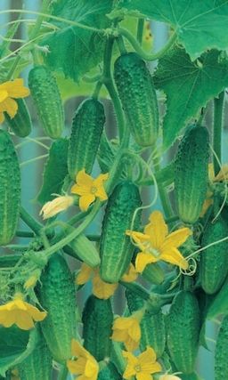 Огурец КРЕПЫШ F1 Великолепен для засолки! - Уральский дачник фото 2