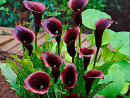 Калла Odessa (Одесса) - Долина роз фото 7