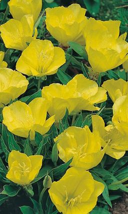 Энотера НОЧНАЯ СВЕЧА Яркие цветы для букета и сада!