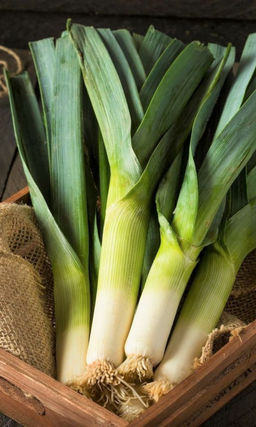 Лук порей ЗИМНИЙ ГИГАНТ Ножка до 30 см! Приятный слабоострый вкус! Великолепно хранится 3-4 месяца!