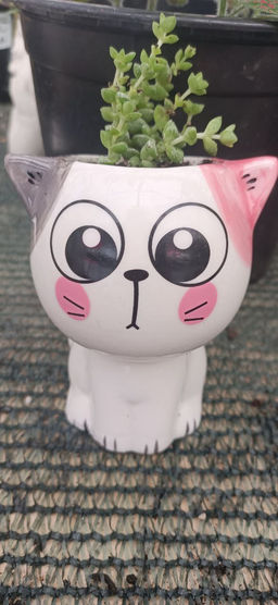 Крассула Том тумб в керамическом кашпо Котёнок