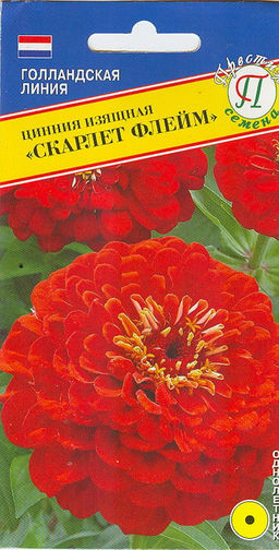 Цинния Скарлет флейм 20шт. (Голландия) (Престиж)