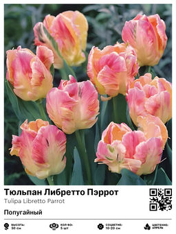 Тюльпан Libretto Parrot (Попугайный) - Голландские луковицы фото 2