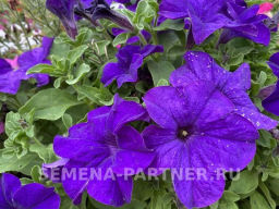 Петуния Кэнди Мелани прямостоячая синяя - Партнер фото 4