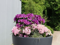 Рододендрон Распутин - Долина роз фото 5