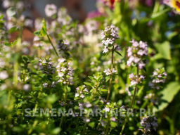 Тимьян Радужный - Партнер фото 3