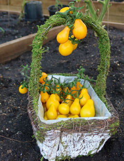 Томат МЕДОВЫЙ КАСКАД Необычайно вкусен! Мякоть тает во рту как мёд! - Уральский дачник фото 3